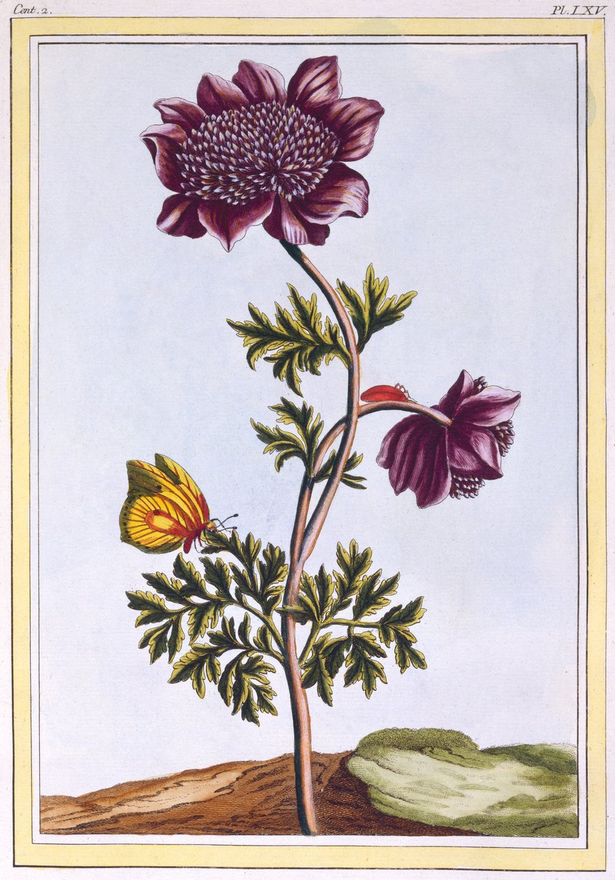 Anenom ogrodowy (kwiat wiatru), ok. 1776 (ręcznie barwiony grawerunek) autorstwa Pierre Joseph Buchoz