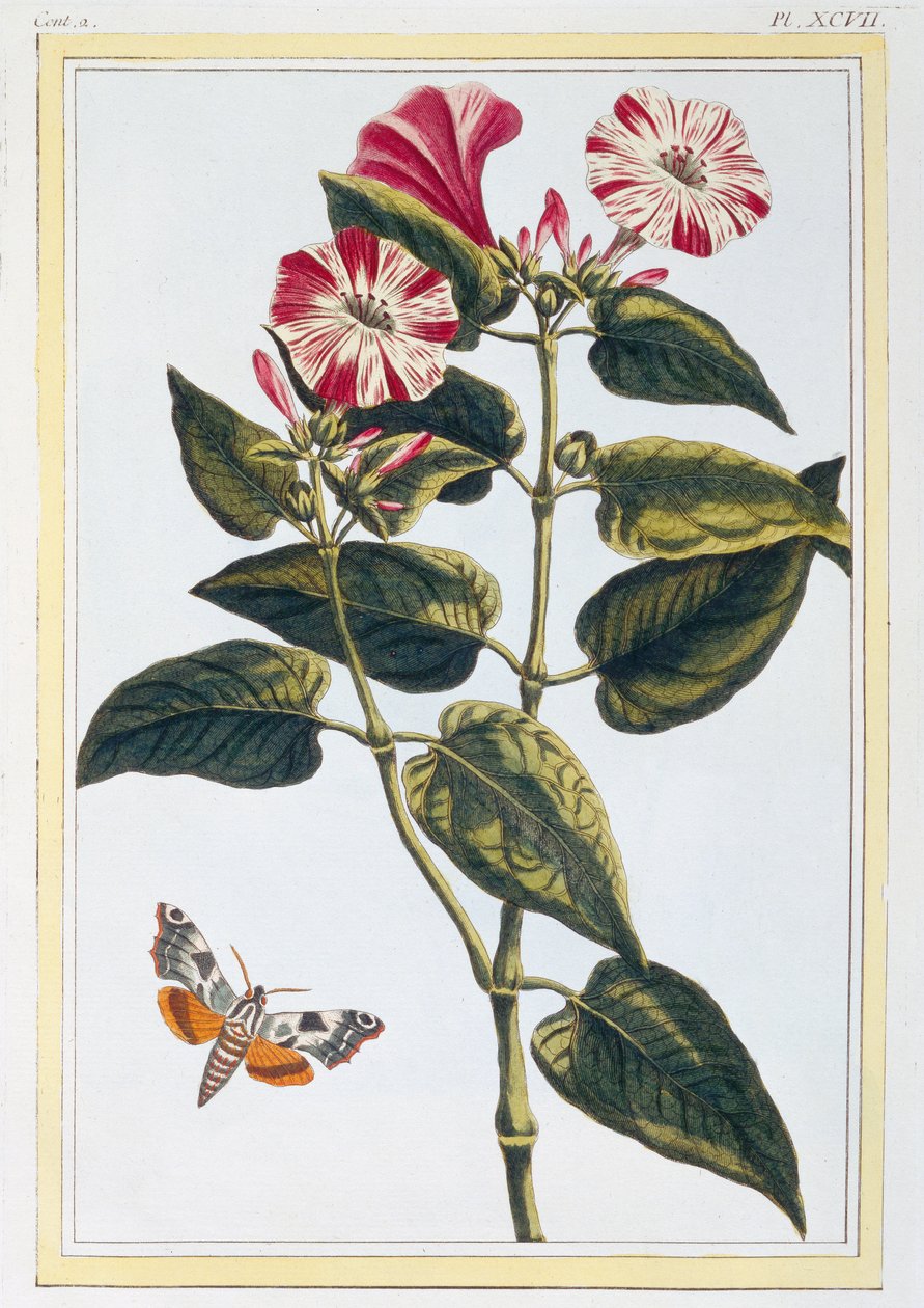 Morning Glory, ok. 1766 (rycina ręcznie kolorowana) autorstwa Pierre Joseph Buchoz