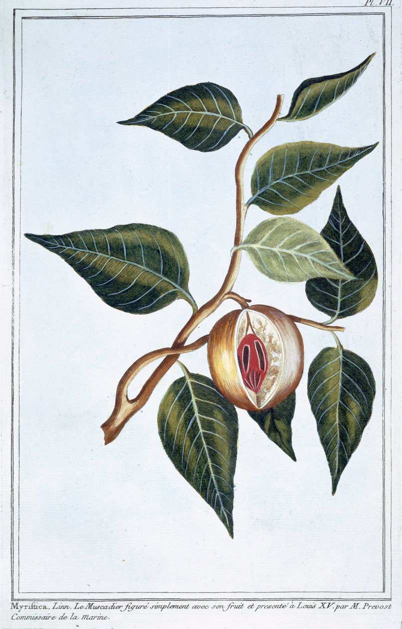 Gałka muszkatołowa, płyta 7, z „Collection Precieuse et Enluminee”, tom III (kolorowe grawerowanie) autorstwa Pierre Joseph Buchoz