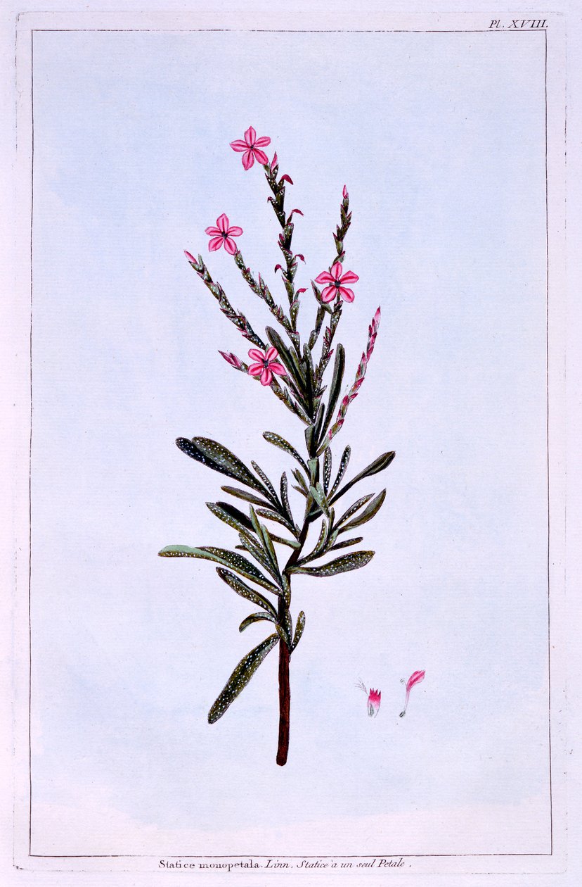Statice, Phyllostachys spicata autorstwa Pierre Joseph Buchoz
