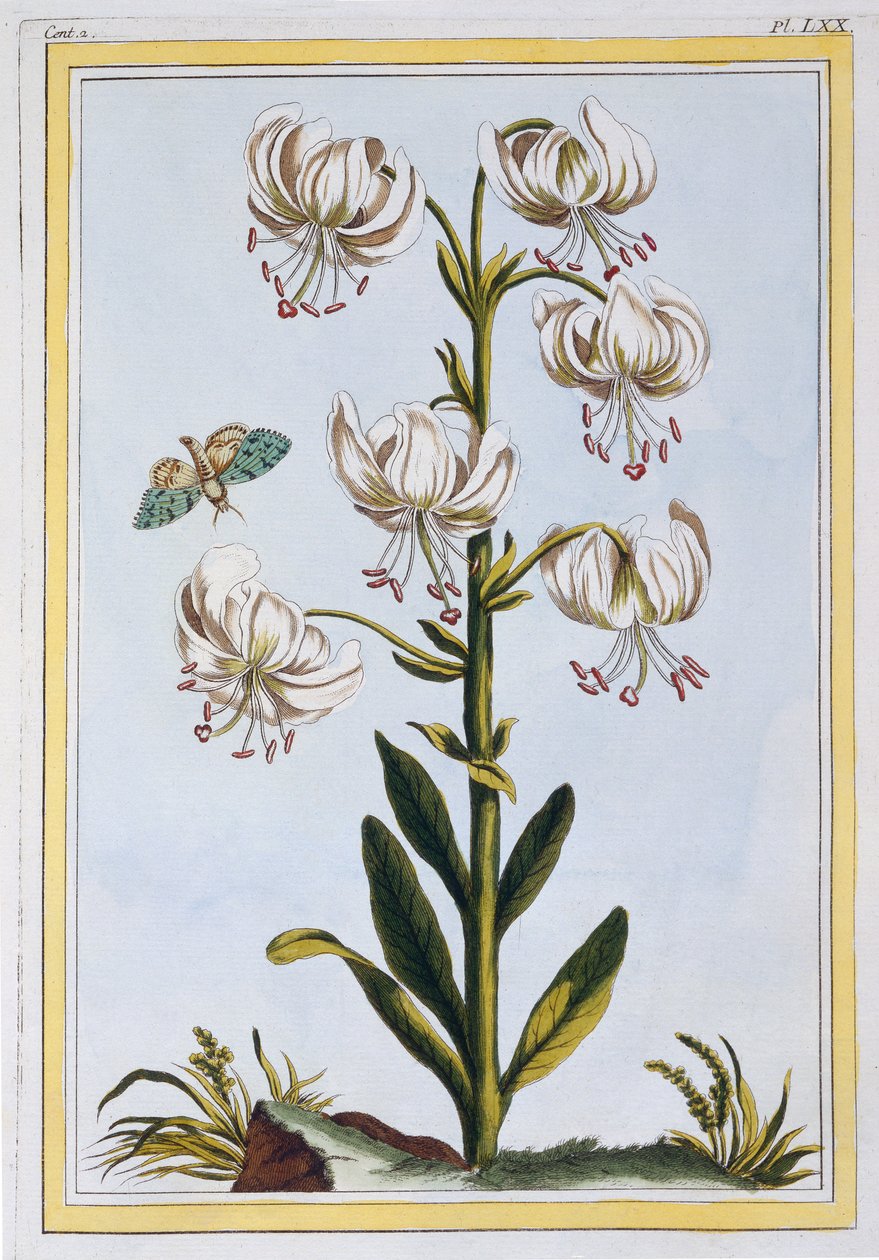 Turkscap Lily prob L. Martagan, Var: Album, ok. 1776 (ręcznie barwiony grawerunek) autorstwa Pierre Joseph Buchoz