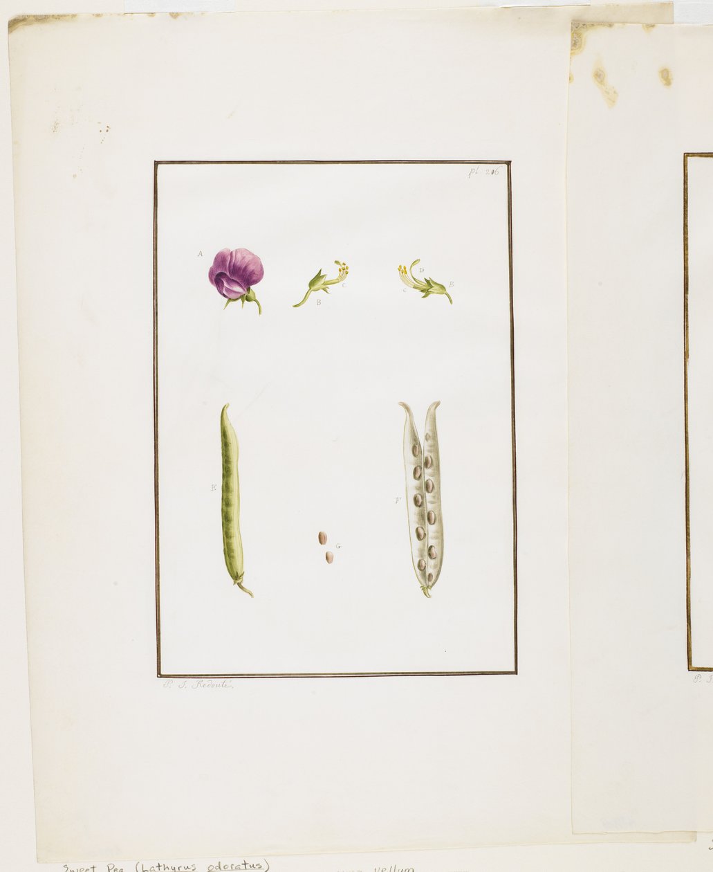 Sekcja botaniczna: groszek pachnący (Lathyrus odoratus), ok. 1778-90 (wc i grafit na papierze) autorstwa Pierre Joseph Redouté