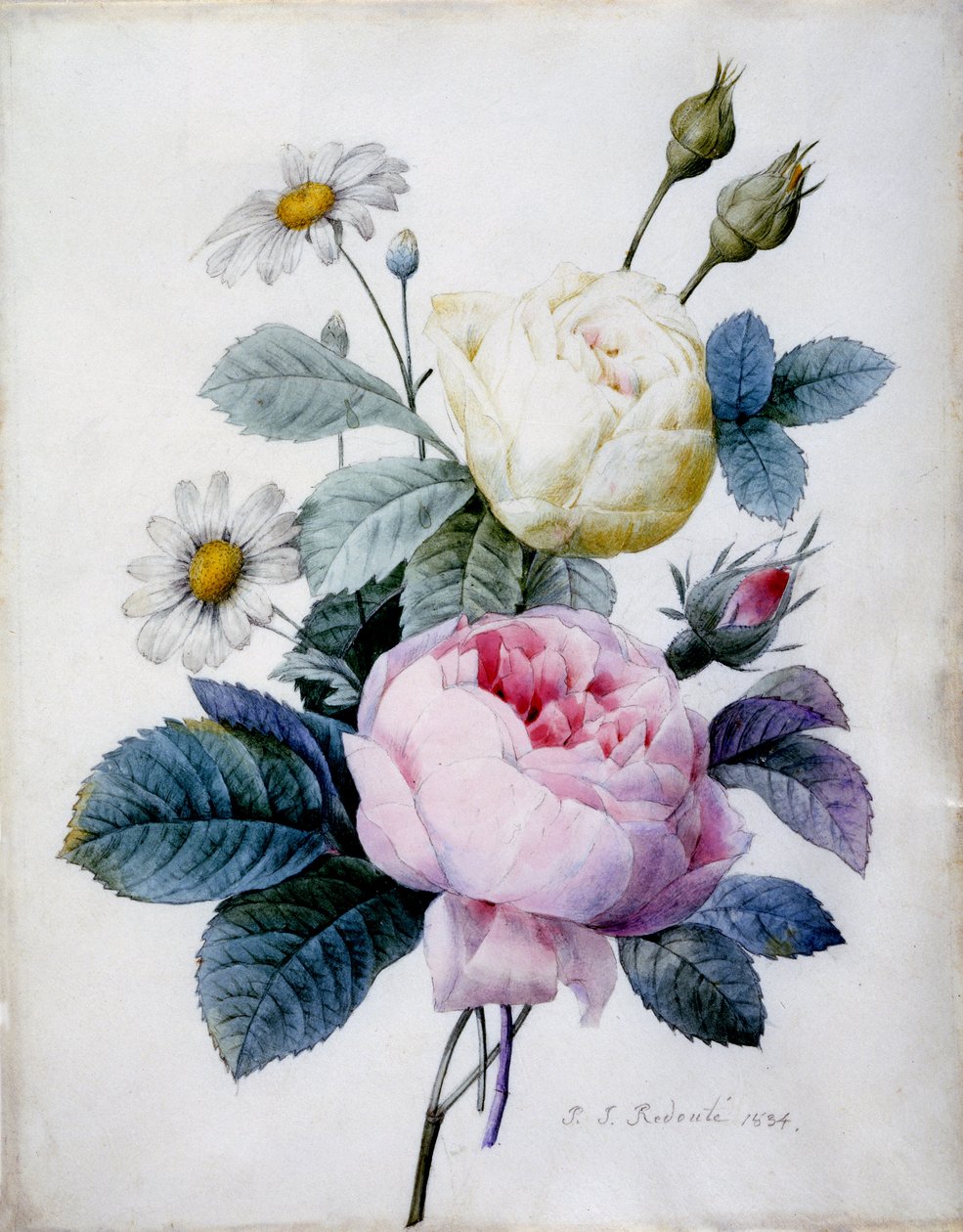 Bukiet róż ze stokrotkami, wyd. 1834 (rycina ręcznie kolorowana) autorstwa Pierre Joseph Redouté