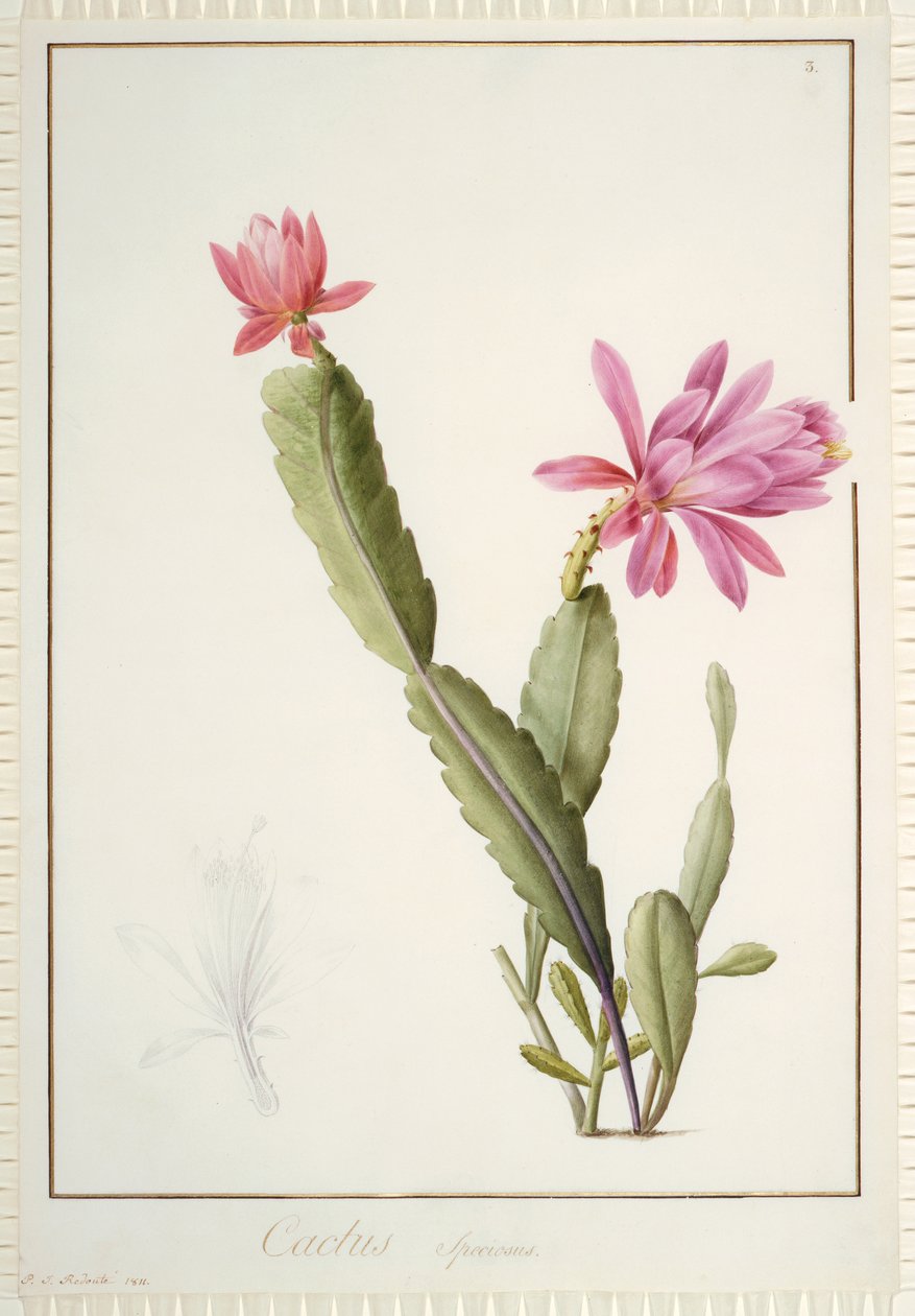 Cactus Speciosus, 1811 (wc i kolor nadwozia na śladach grafitu na welinie) autorstwa Pierre Joseph Redouté