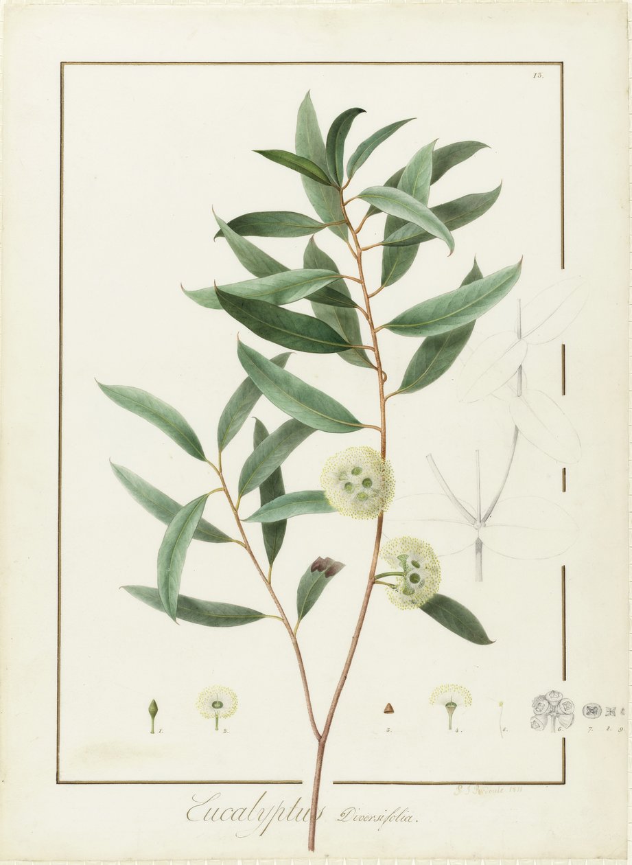Eucalyptus Diversifolia, 1811 (wc i kolor nadwozia na śladach grafitu na welinie) autorstwa Pierre Joseph Redouté