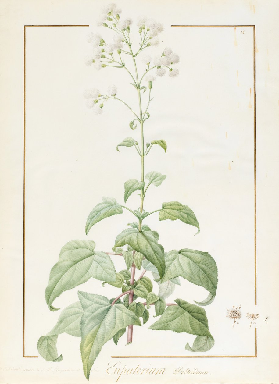 Eupatorium Deltoideum (wc i kolor nadwozia na śladach grafitu na welinie) autorstwa Pierre Joseph Redouté