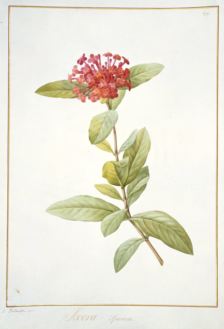 Ixora speciosa, 1812 (wc i kolor nadwozia na graficie na welinie) autorstwa Pierre Joseph Redouté