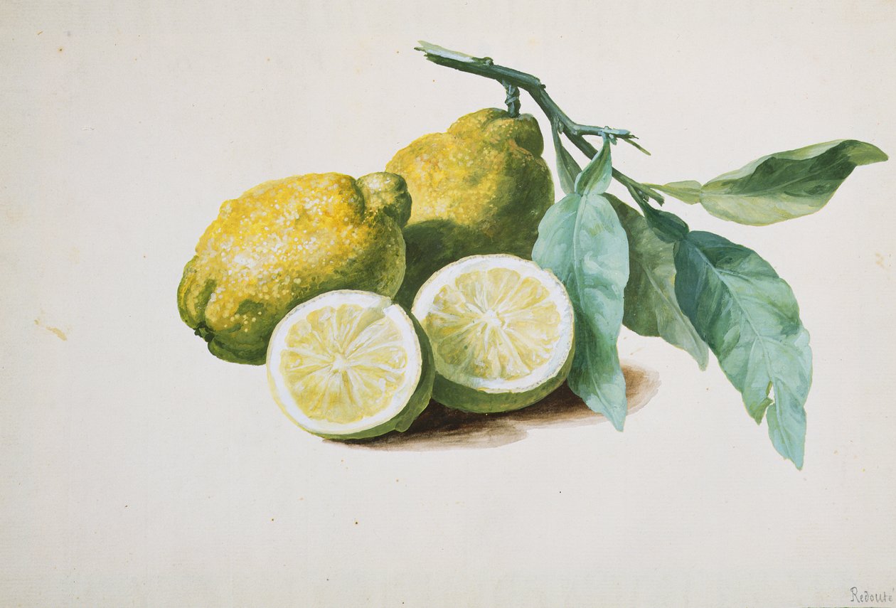 Cytryny, 1840 autorstwa Pierre Joseph Redouté