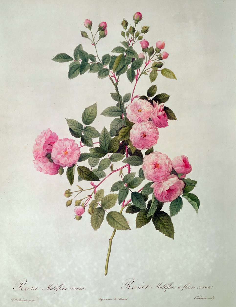 Thory Roses, Rosa Multiflora Carnea (litografia) autorstwa Pierre Joseph Redouté