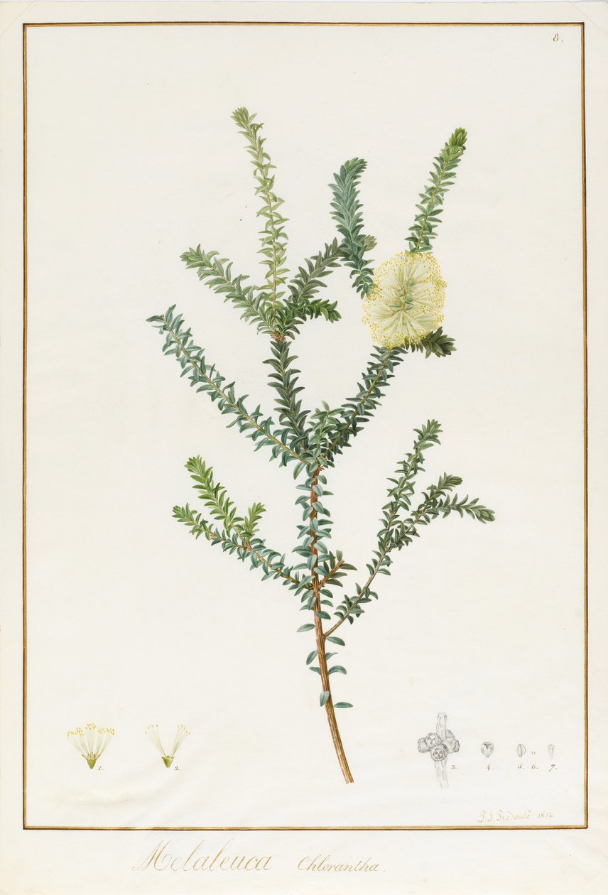 Melaleuca Chlorantha, 1812 (toaleta i kolor nadwozia ze śladami grafitu na welinie) autorstwa Pierre Joseph Redouté