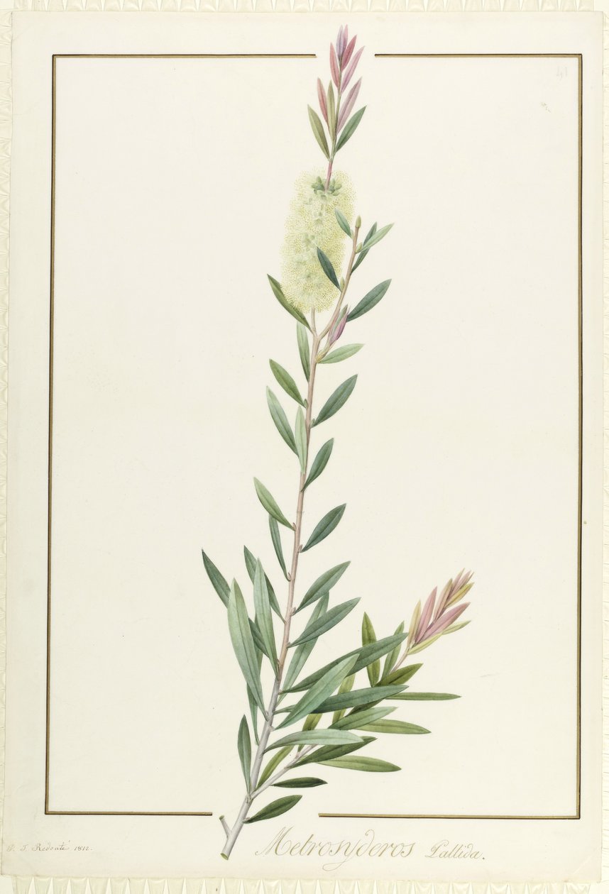 Metrosyderos Pallida, 1812 (toaleta i kolor nadwozia na graficie na welinie) autorstwa Pierre Joseph Redouté