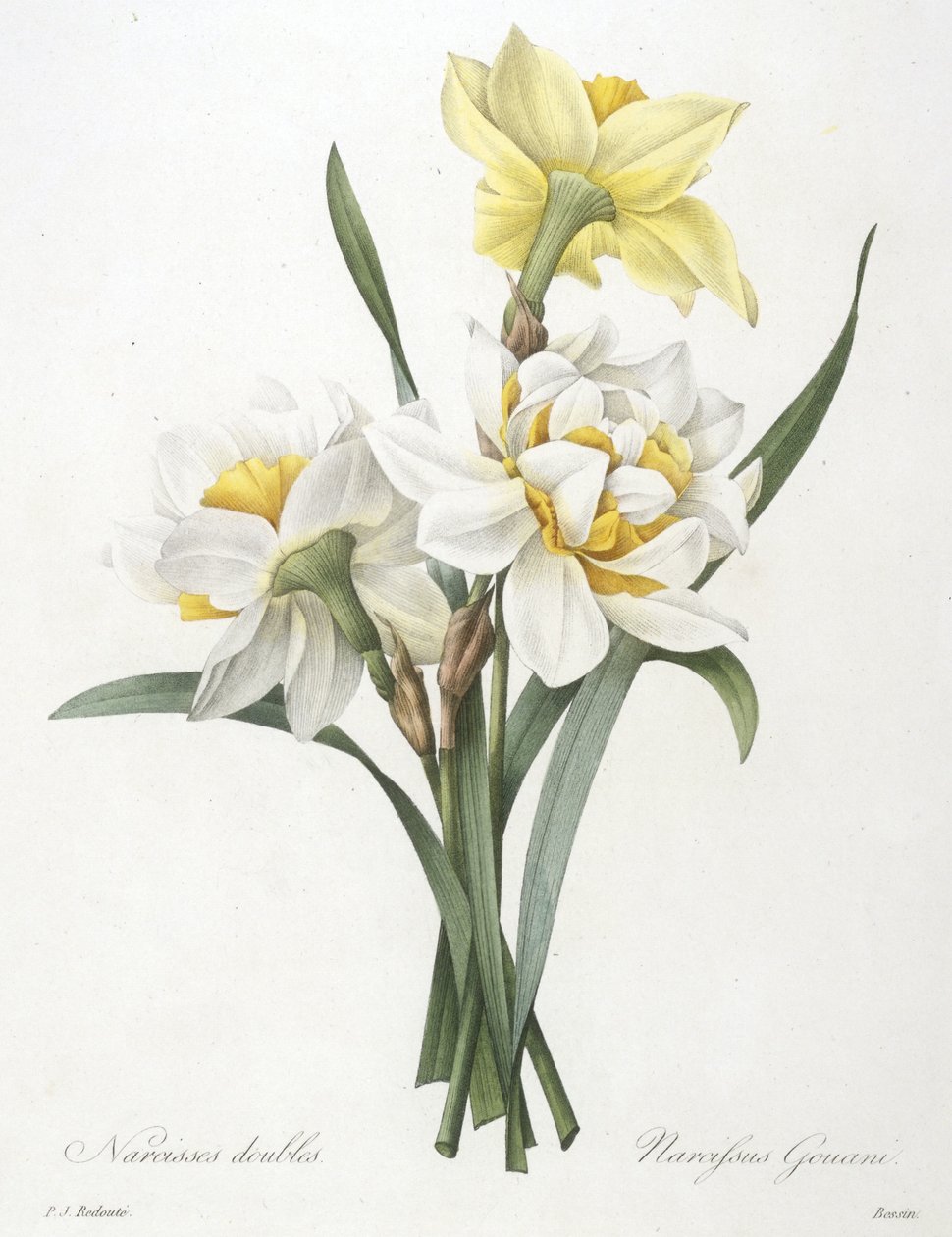 Narcyz gouani (podwójny żonkil), 1827 autorstwa Pierre Joseph Redouté