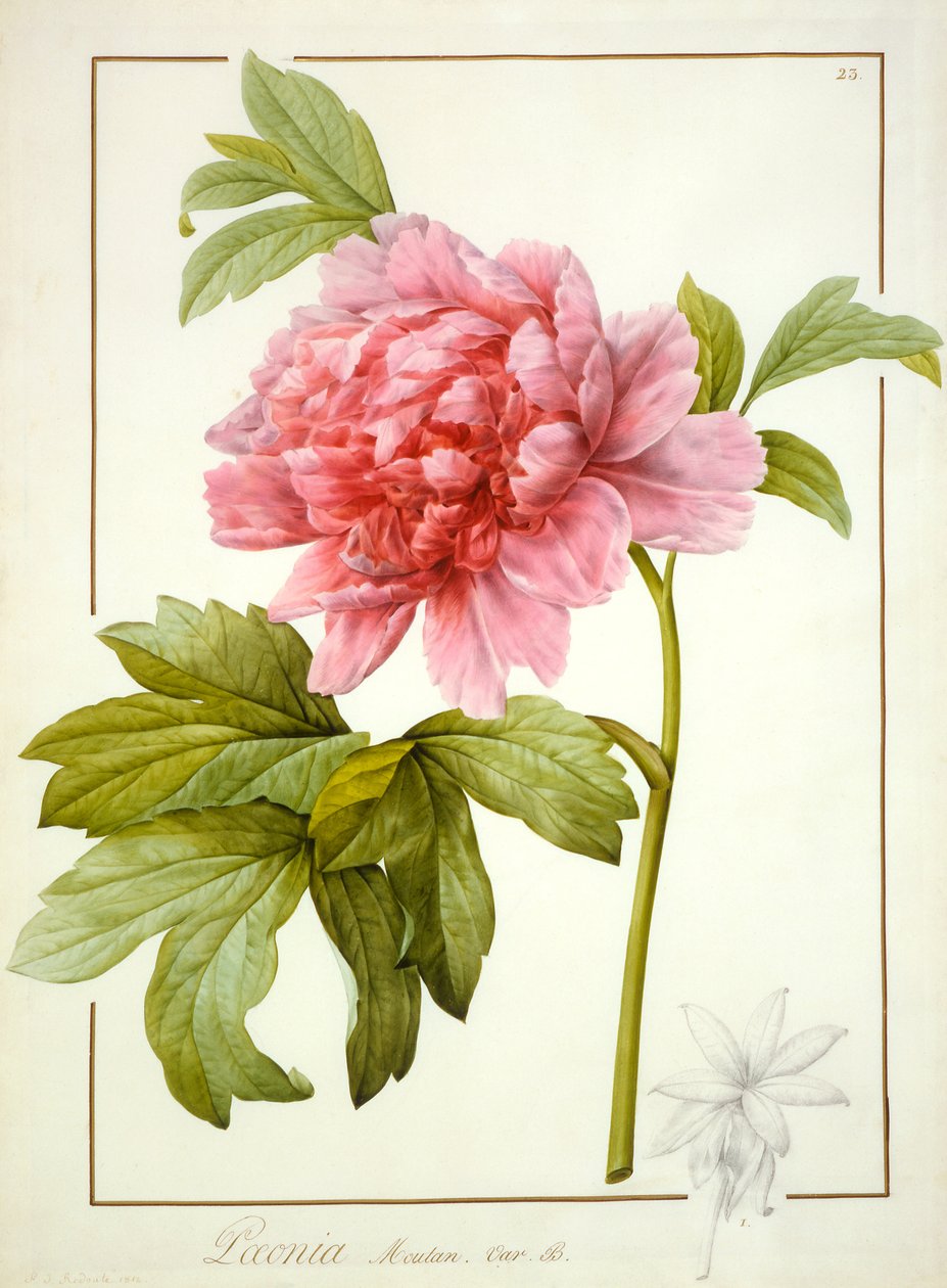 Paeonia Suffruticosa, 1812 (wc z gumą arabską na śladach grafitu na welinie) autorstwa Pierre Joseph Redouté