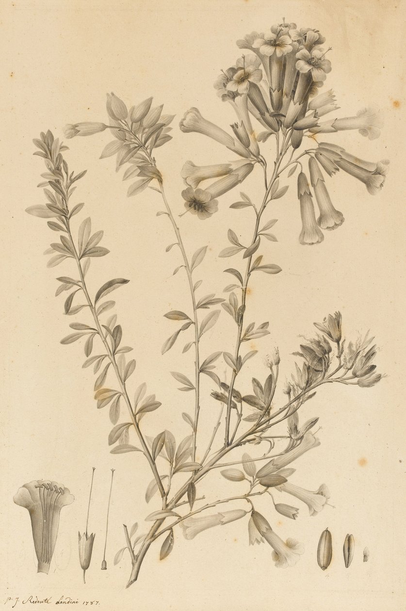 Gatunki Periphragmos, 1787 (czarny tusz i szary wash na papierze, przyklejony do mocowania) autorstwa Pierre Joseph Redouté