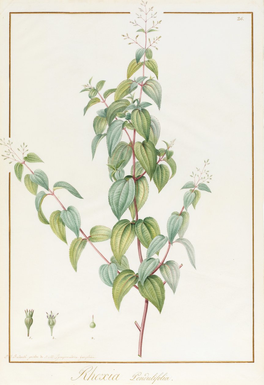 Rhexia Pendulifolia (wc i kolor nadwozia ze śladami grafitu na welinie) autorstwa Pierre Joseph Redouté