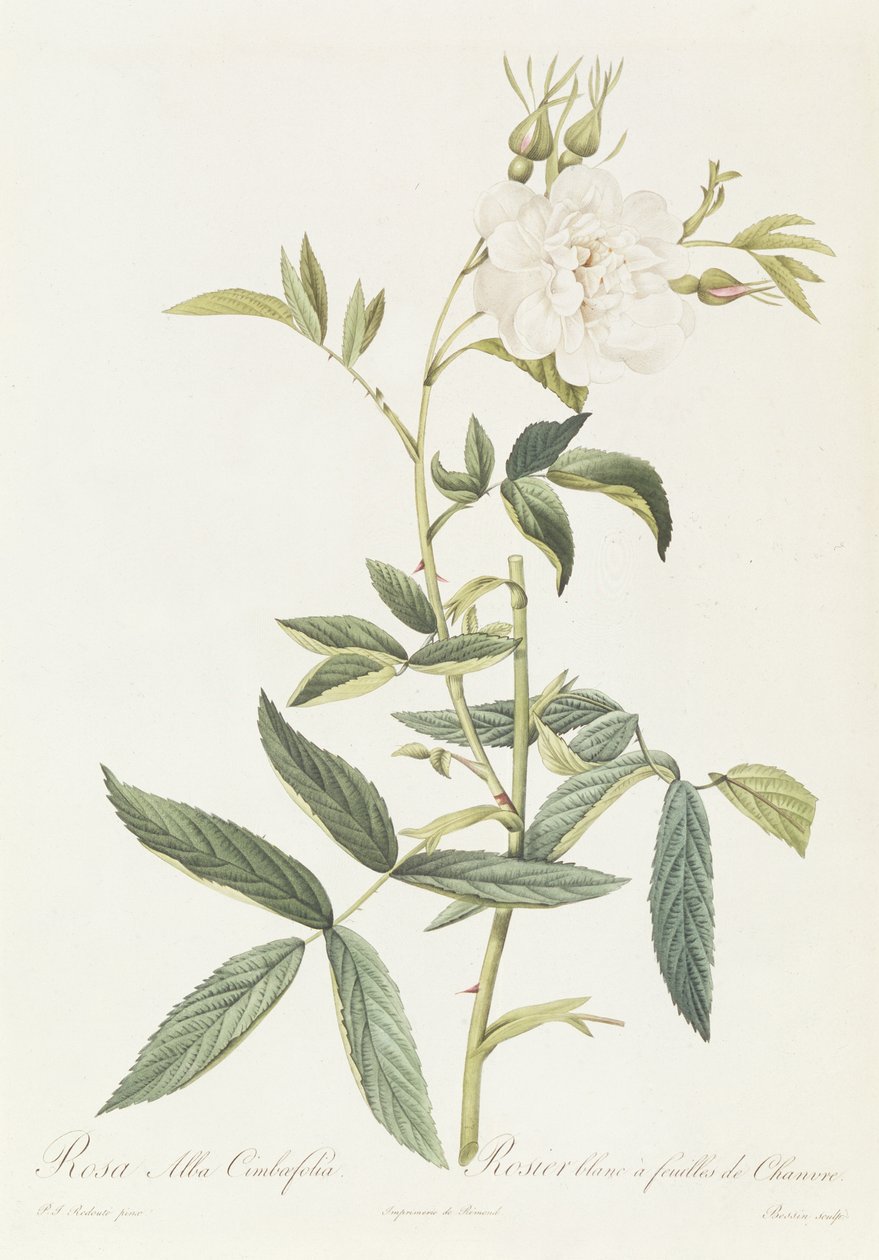Rosa Alba Cimbaefolia autorstwa Pierre Joseph Redouté