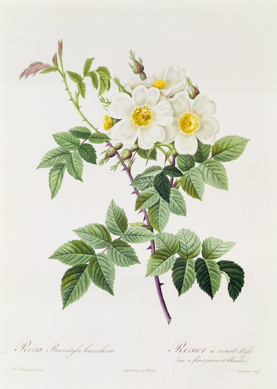 Kadra: Brevistyla Leucochroa autorstwa Pierre Joseph Redouté