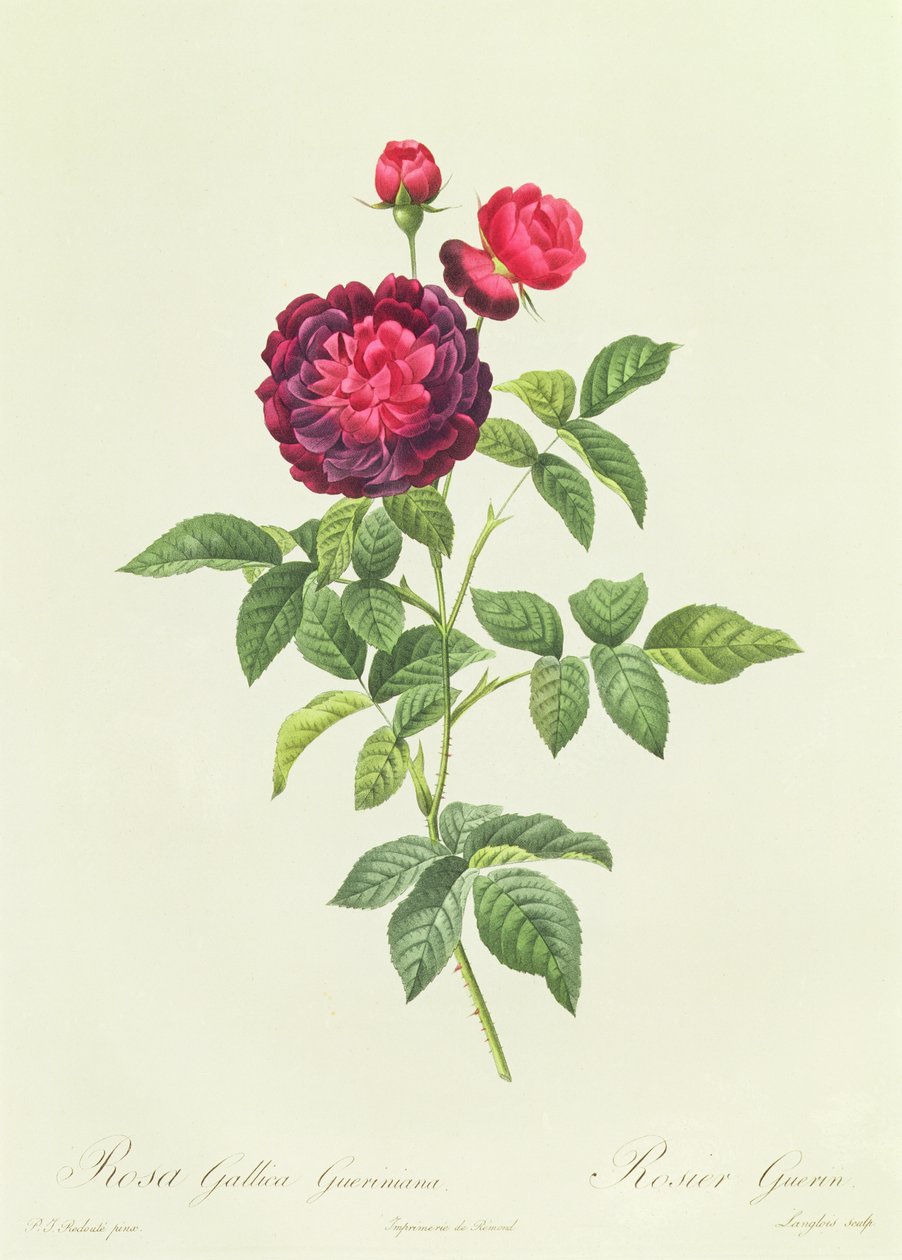 Rosa Gallica Gueriniana autorstwa Pierre Joseph Redouté