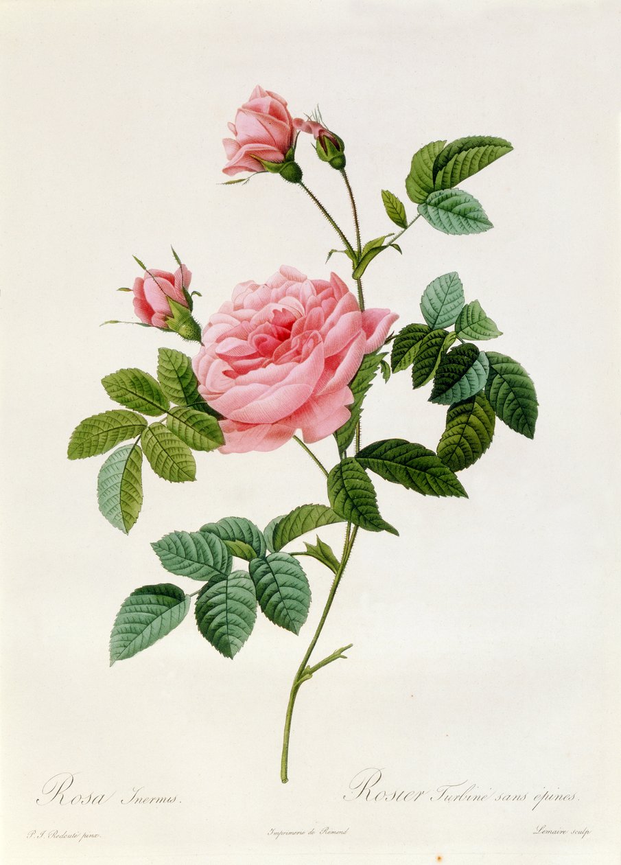 Rosa Inermis autorstwa Pierre Joseph Redouté