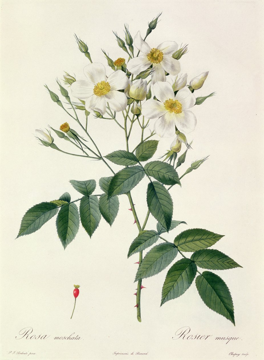 Rosa moschata lub róża piżmowa autorstwa Pierre Joseph Redouté