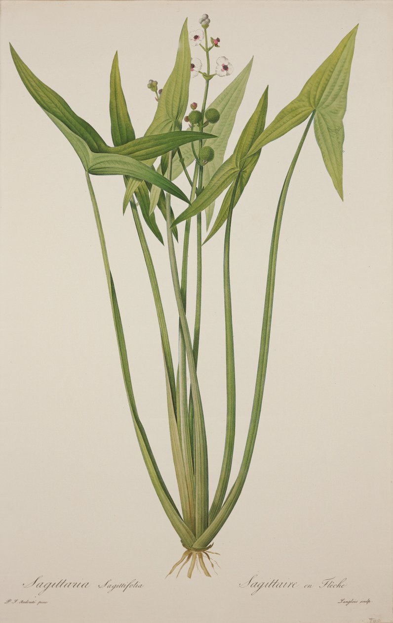 Sagittaria, grawerowana przez Langlois (ręcznie barwiony grawerunek) autorstwa Pierre Joseph Redouté
