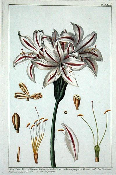 Lilius Narciffus Africanus z 