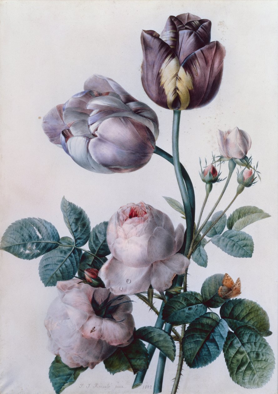 Kapusta Róża, Dwa Tulipany, Mały Szylkretowy Motyl, Żółta Łąka (akwarela) autorstwa Pierre Joseph Redouté