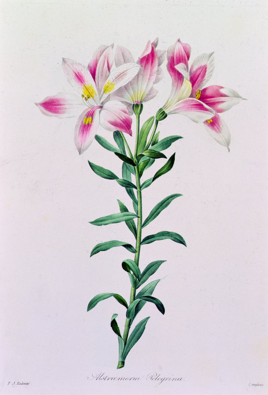 Alstroemeria Peregrina (kolorowy grawerunek) autorstwa Pierre Joseph Redouté