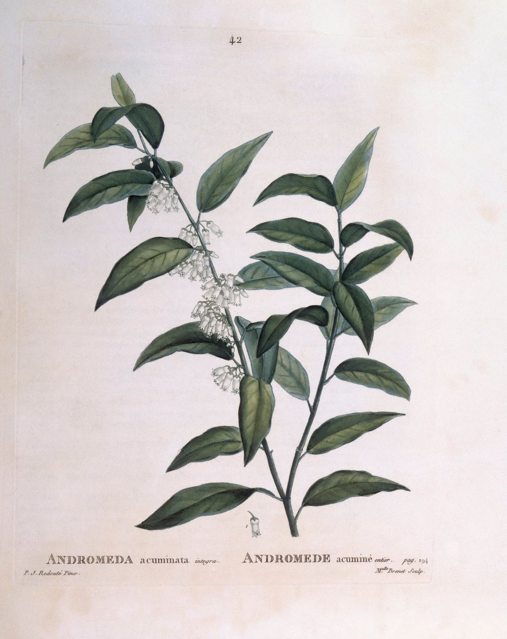 Andromeda acuminata Henry Louis Duhamel du Monceau, płyta botaniczna autorstwa Pierre