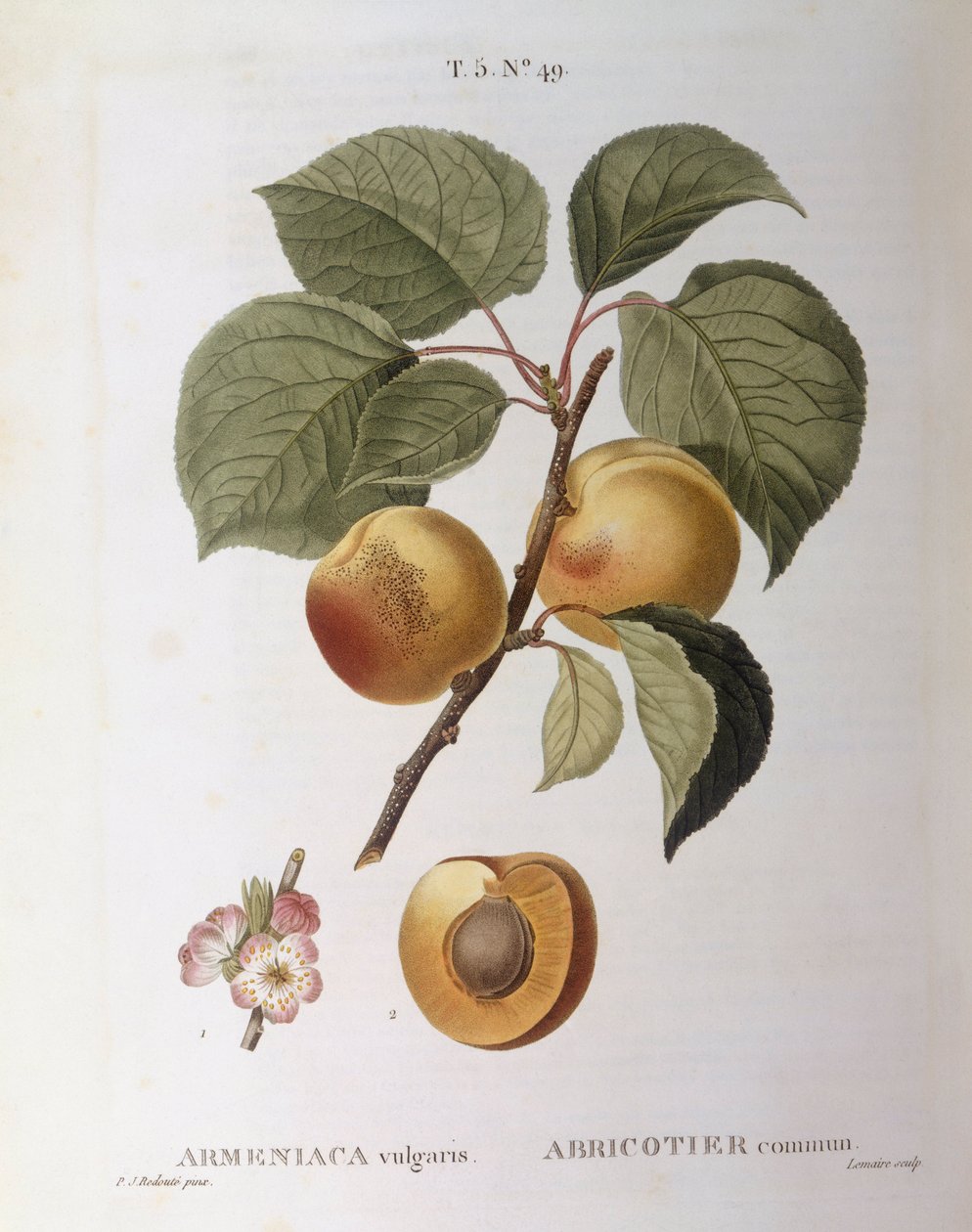 Morela (Armeniaca vulgaris lub Prunus armeniaca), Henry Louis Duhamel du Monceau, płyta botaniczna – Pierre Joseph Redouté autorstwa Pierre Joseph Redouté