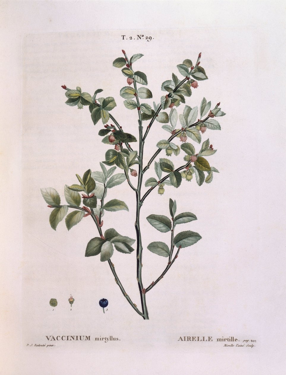 Borówka (Vaccinium myrtillus), Henry Louis Duhamel du Monceau, płyta botaniczna Pierre Joseph Redouté autorstwa Pierre Joseph Redouté