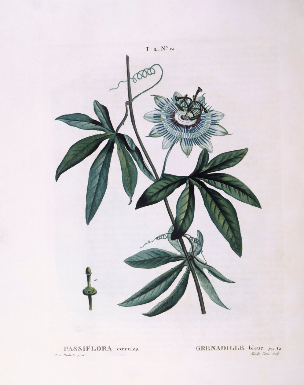 Blue passion flower (Passiflora caerulea), Henry Louis Duhamel du Monceau, botanical plate by Pierre Joseph Redouté   1123687   pl       polish Successfully Translated  Original: The Rialto bridge and the Palazzo dei Camerlenghi, 1902-04 Translat: 