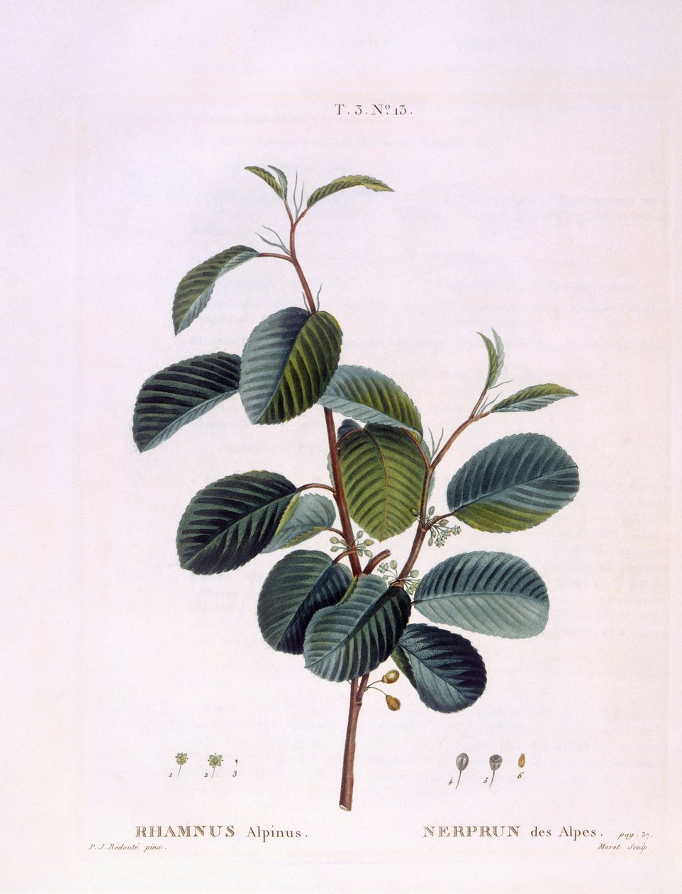 Szakłak (Rhamnus alpinus), Henry Louis Duhamel du Monceau, płyta botaniczna autorstwa Petera Josepha Redouté autorstwa Pierre-Joseph Redouté