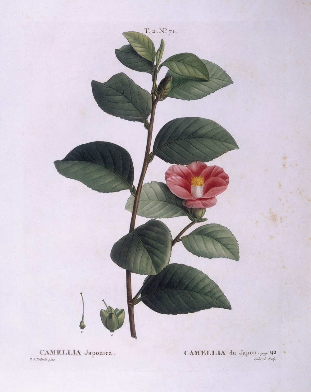 Camellia (Camellia japonica), Henry Louis Duhamel du Monceau, płyta botaniczna autorstwa Pierre Joseph Redouté autorstwa Pierre Joseph Redouté