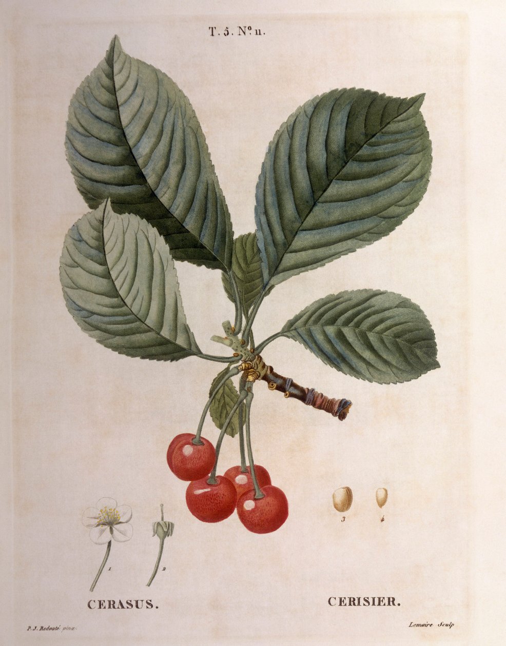 Wiśnia (Cerasus), Henry Louis Duhamel du Monceau, płyta botaniczna autorstwa Pierre