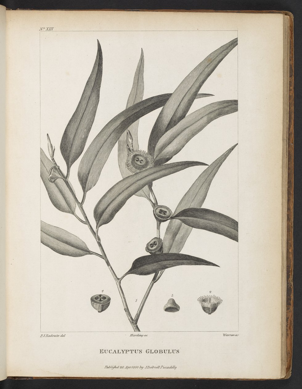 Eucalyptus Globulus z „Konto podróży w poszukiwaniu La Perouse” Jacques-Julien Houtou de La Billardière autorstwa Pierre Joseph Redouté