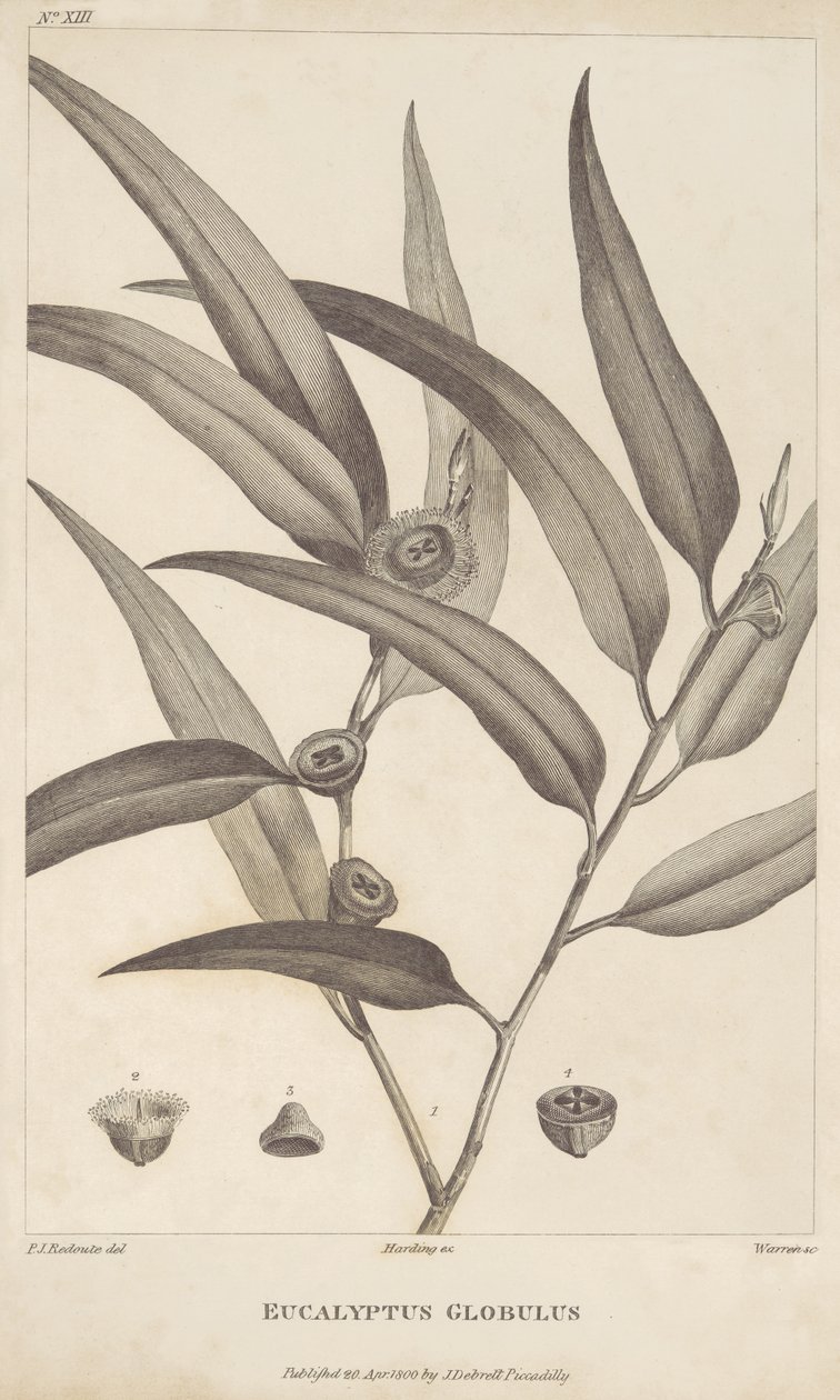 Eucalyptus Globulus z „Konto podróży w poszukiwaniu La Perouse” Jacques-Julien Houtou de La Billardière autorstwa Pierre Joseph Redouté