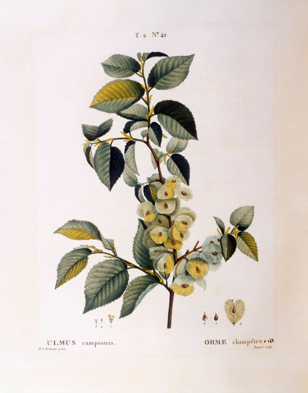 Wiąz polny (Ulmus campestris gold minor), Henry Louis Duhamel du Monceau, płyta botaniczna Pierre Joseph Redouté autorstwa Pierre Joseph Redouté
