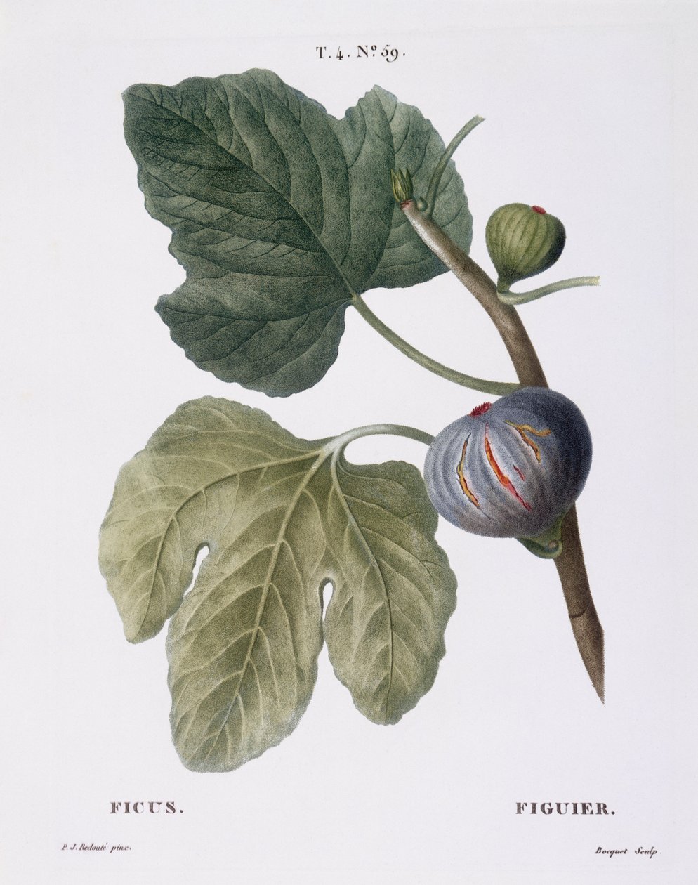 Figa (Ficus), Henry Louis Duhamel du Monceau, płyta botaniczna autorstwa Pierre