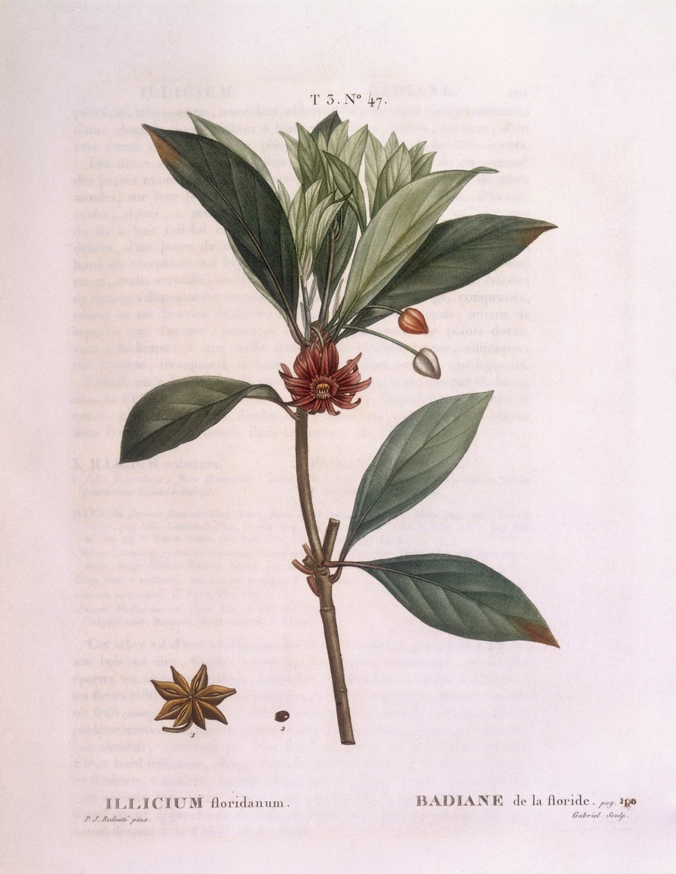 Anyż z Florydy (Illicium floridanum), Henry Louis Duhamel du Monceau, płyta botaniczna Pierre Joseph Redouté autorstwa Pierre Joseph Redouté