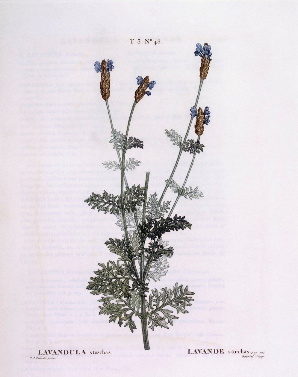 Lawenda francuska (Lavandula stoechas), Henry Louis Duhamel du Monceau, płyta botaniczna Pierre Joseph Redouté autorstwa Pierre Joseph Redouté