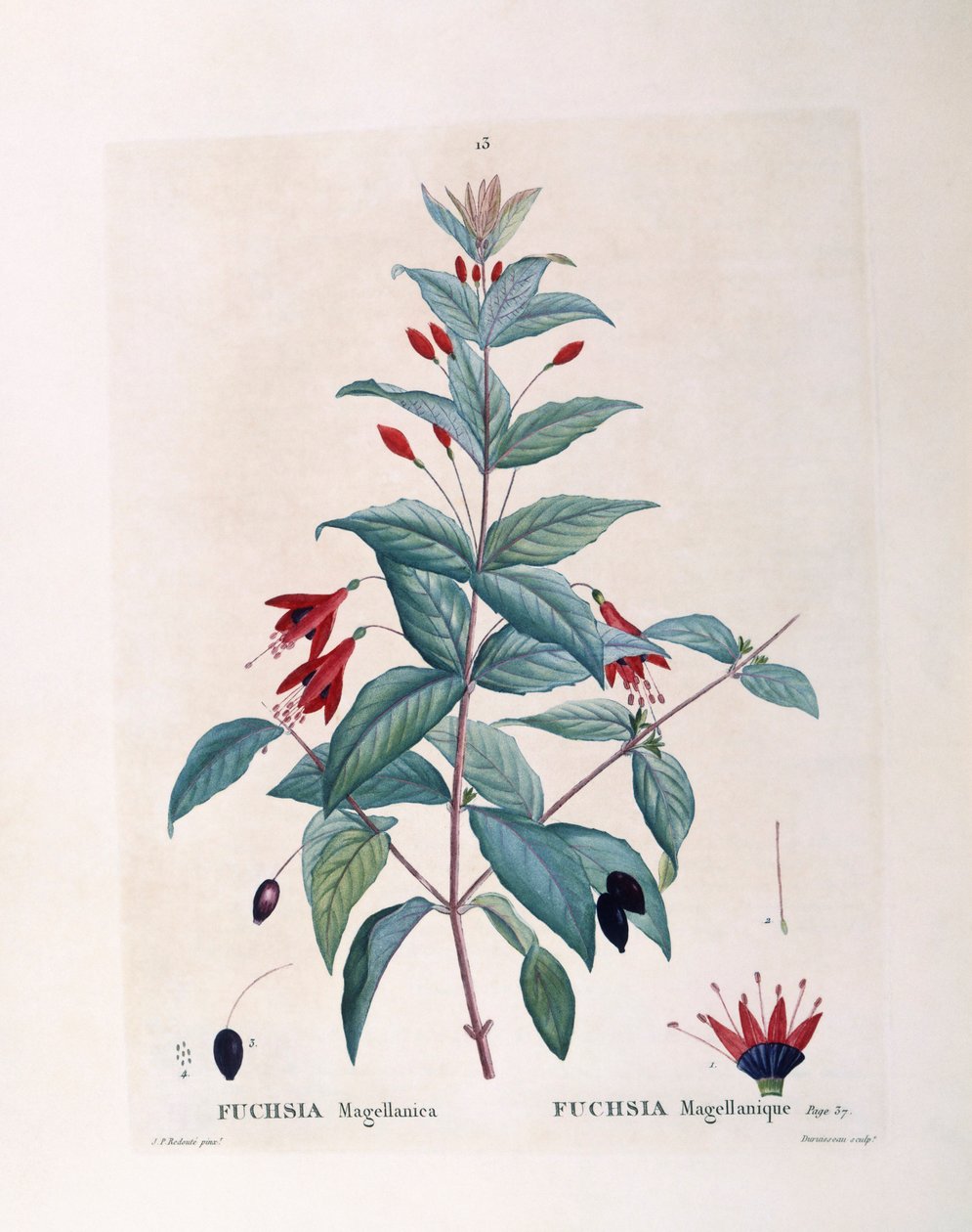 Fuchsia (Fuchsia magellanica), Henry Louis Duhamel du Monceau, płyta botaniczna autorstwa Pierre Joseph Redouté autorstwa Pierre Joseph Redouté