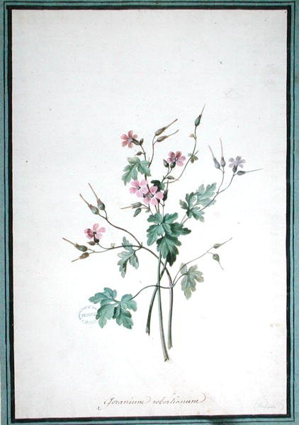 Geranium Robertianum (akwarela) autorstwa Pierre Joseph Redouté