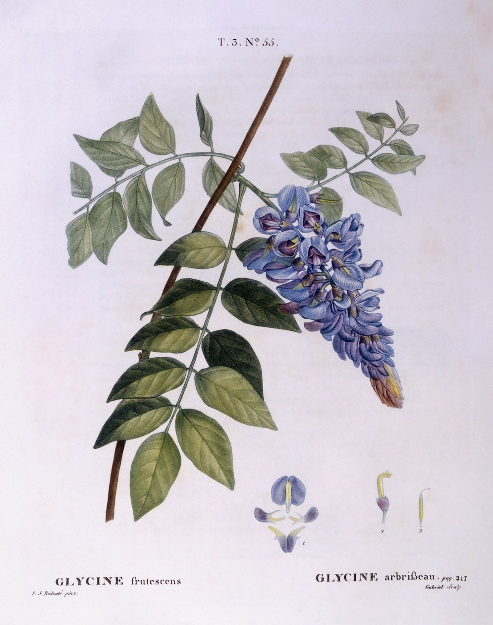 Wisteria (Glycine frutescens), Henry Louis Duhamel du Monceau, płyta botaniczna Pierre Joseph Redouté autorstwa Pierre Joseph Redouté