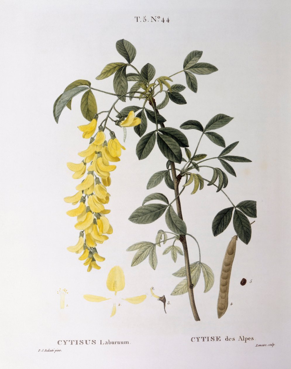 Złoty Łańcuch (Cytisus laburnum), Henry Louis Duhamel du Monceau, płyta botaniczna Pierre Joseph Redouté autorstwa Pierre Joseph Redouté