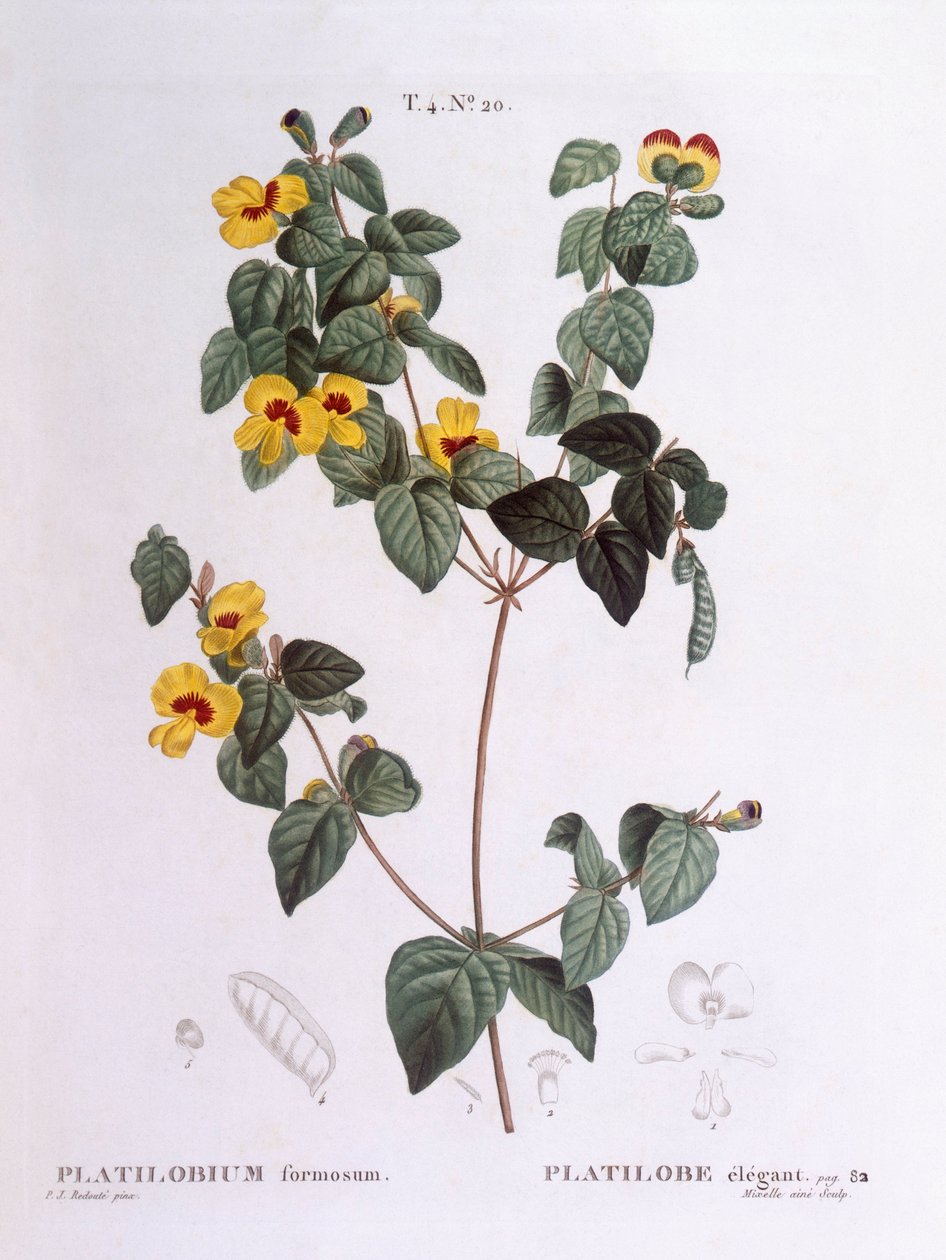 Piękny płaski groszek (Platylobium formosum), Henry Louis Duhamel du Monceau, płyta botaniczna Pierre Joseph Redouté autorstwa Pierre Joseph Redouté
