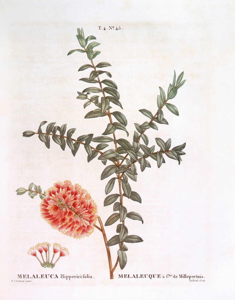 Krzew pagórkowaty (Melaleuca hypericifolia), Henry Louis Duhamel du Monceau, płyta botaniczna – Pierre Joseph Redouté autorstwa Pierre Joseph Redouté