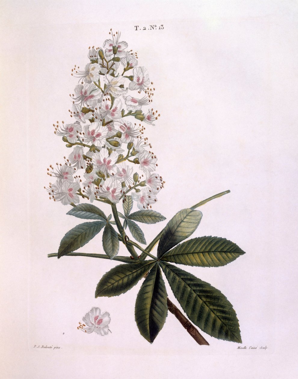 Kasztanowiec zwyczajny lub Conker (Aesculus hippocastanum), Henry Louis Duhamel du Monceau, płyta botaniczna Pierre Joseph Redouté autorstwa Pierre Joseph Redouté