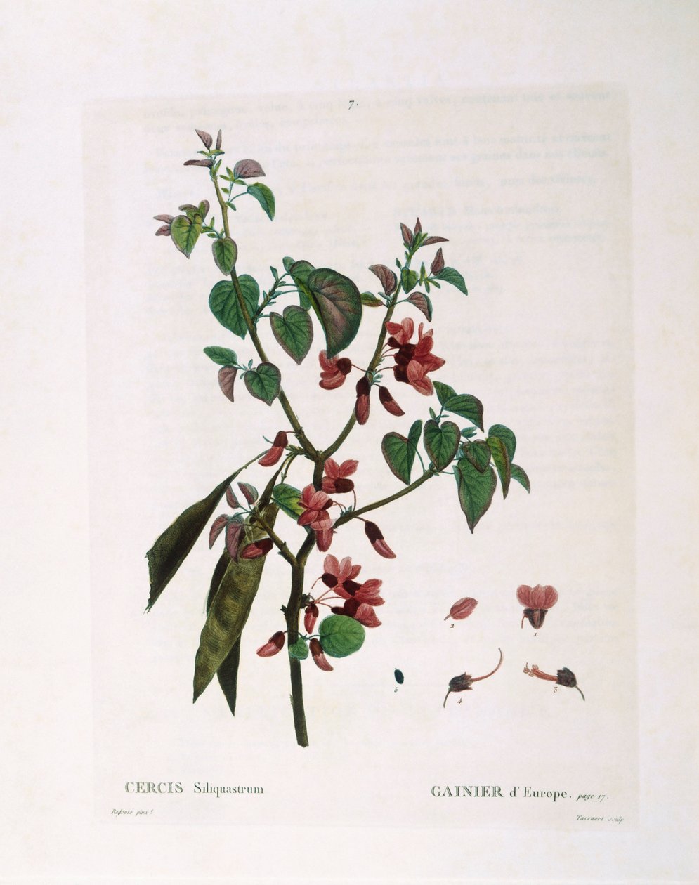 Drzewo Judasza (Cercis siliquastrum), Henry Louis Duhamel du Monceau, płyta botaniczna Pierre Joseph Redouté autorstwa Pierre Joseph Redouté