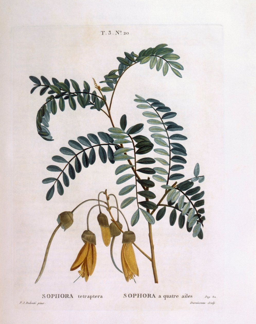 Kowhai (Sophora tetraptera lub Edwardsia grandiflora), Henry Louis Duhamel du Monceau, płyta botaniczna Pierre Joseph Redouté autorstwa Pierre Joseph Redouté
